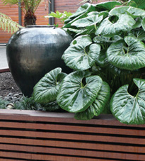 Ligularia reniformus.jpg